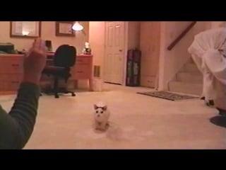 Котейка хочет поиграть