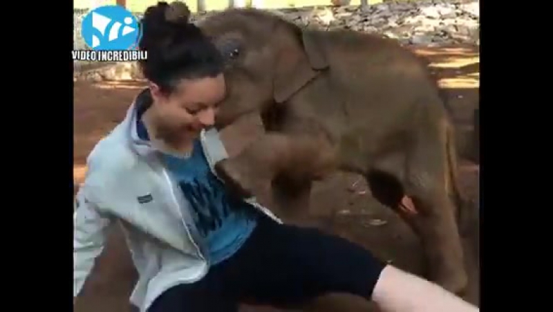 Любвеобильный слоник )