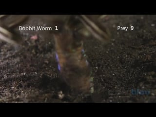 Komodo bobbit worms