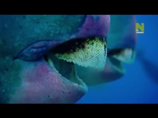 Bbc нетронутые уголки дикой природы серия 08 большой барьерный риф