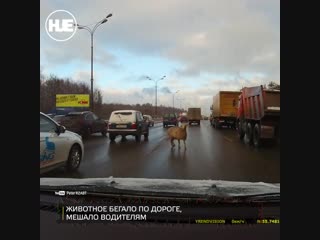 В москве на мкаде образовалась пробка из за овцы