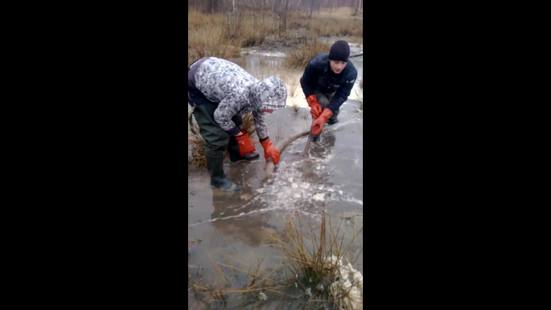 Wydobywa się bursztyn w ukrainie 雷珀在乌克兰