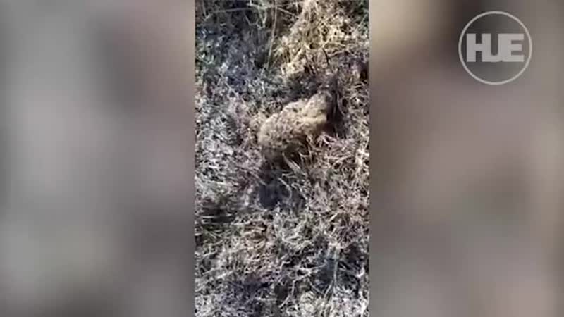 В южном бутове мчсники спасли крольчонка, когда тушили горящую траву