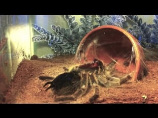 Chilean rose hair tarantula molting time lapse