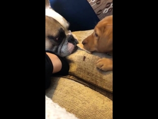 Labrador puppy shares half of its rich tea biscuit with british bulldog puppy (1)