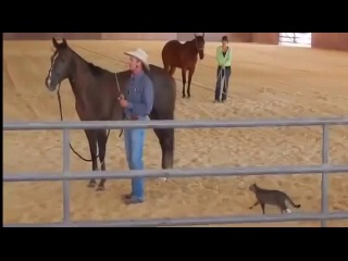 Слон и моська отдыхают )