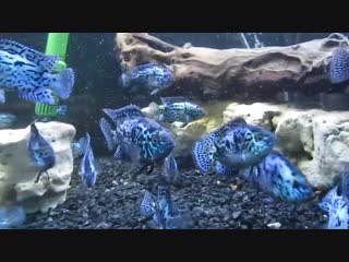 Electric blue jack dempsey cichlid