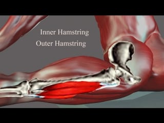Sls side splits straddle stretching anatomy easyflexibility muscle diagram
