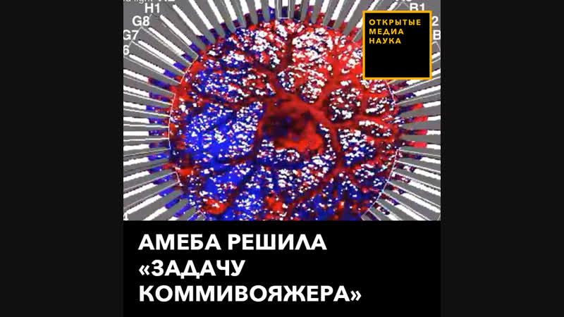 Амеба решила задачу «коммивояжера»