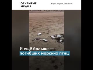 Жители черноморских городов публикуют видео с пляжей, усыпанных трупами дельфинов и птиц