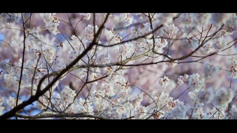 Sakura in 8k takato castle ruins park 天下第一の桜 〜高遠城址公園〜