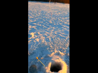 Крупный окунь