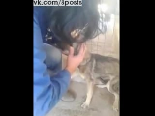 Женщина гладит молодые, подвергшуюся секс / mujer acaricia un perro por primera vez luego de ser maltratado durante años