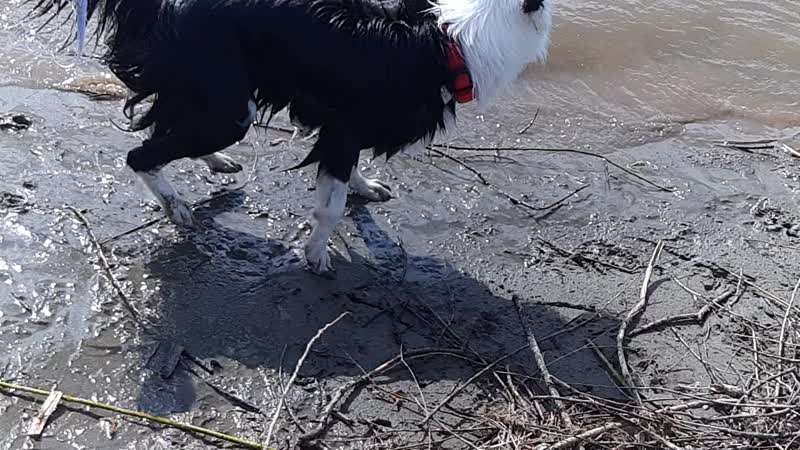 Виви и сараби на речке