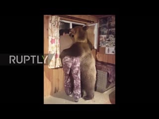Bear hug! semyon the bears friendship with owner raises eyebrows exclusive