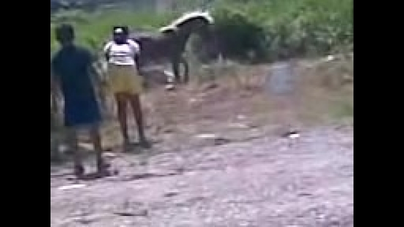 Питбуль (может быть бульдог или другая молодые) напал на лошадь