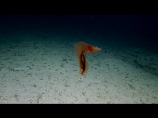 Unexpected expulsions sea pigs doing their business nautilus live