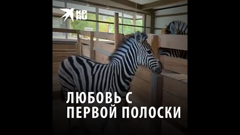 Зебре васе «подарили» подругу