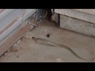 Паук поймал змею [vhs video]