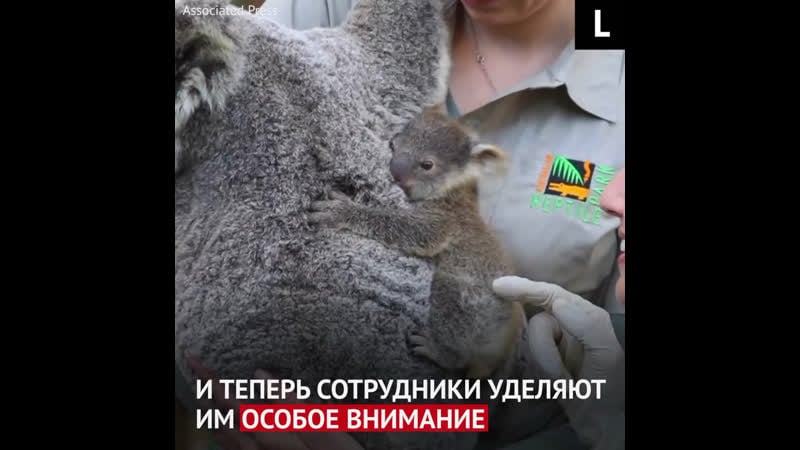 В австралийском заповеднике родились коалы