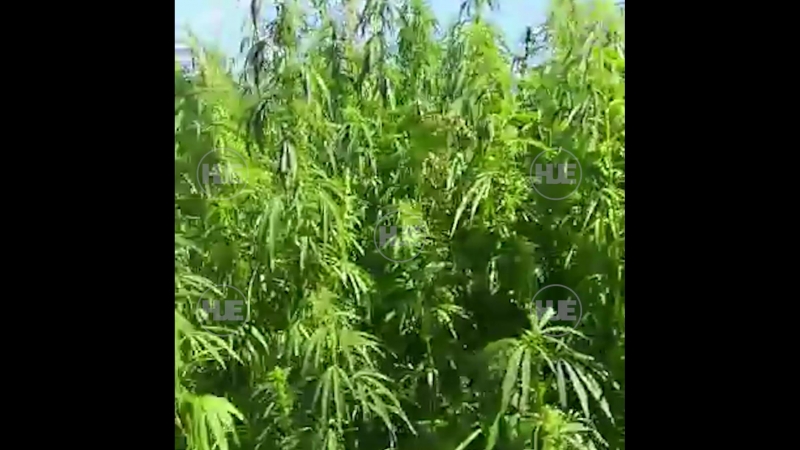 Под тулой местный житель нашёл целое поле конопли