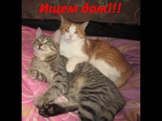 Маргоша и эльза