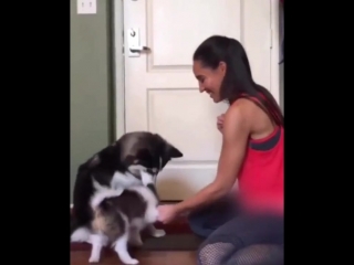 Хозяйка и мама учат щенка команде (vhs video)