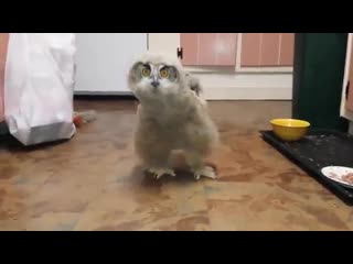 Очень смешная сова прикольное видео супер юмор молодые ржака до слез мега ржач развод приколы ужас шок юмор 18+