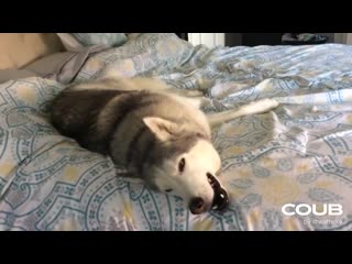 Stubborn husky won't get out of bed