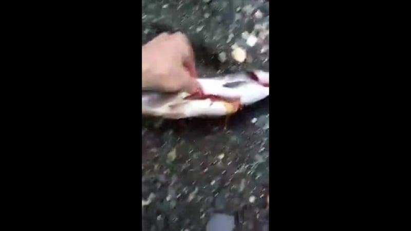 На камчатке огромное количество рыбы просто пропадает на берегу