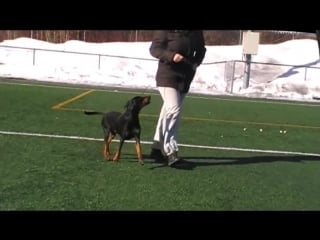 Xitamiz trayan training 2013 german pinscher