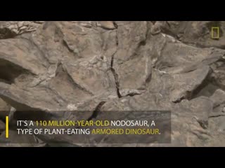 Miners in alberta found this million year old ankylosaur in almost perfect condition