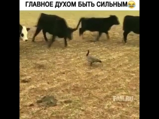 Сила духа