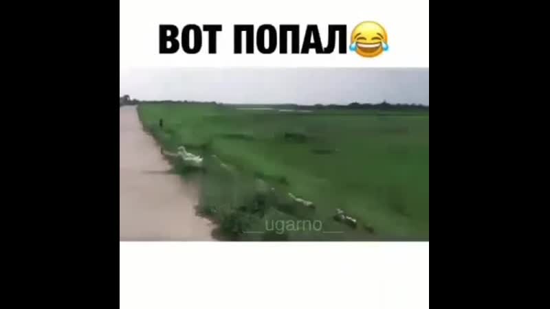 [viaskobrat|это фиаско братан]