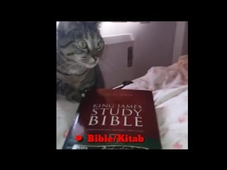 Subhanallah inilah perbedaan alquran dan bible dimata kucing mp4