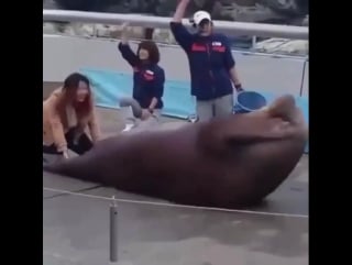 Даже морж качает пресс, а ты нет