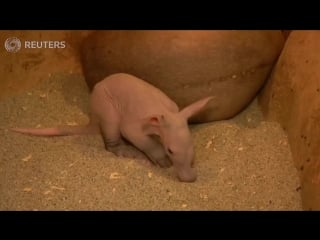 Weighing 4 kilograms, prague zoos new baby aardvark goes on show