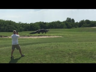 Giant gator walks across florida golf course нежданчик на поле для гольфа гигантский аллигатор прогуливается во флориде