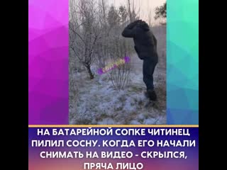 Читинец пилит елку mp4