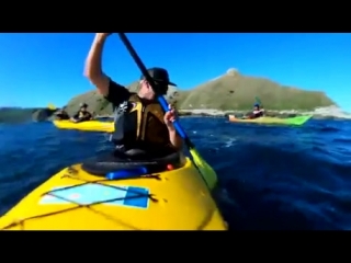 Тюлень дал леща осьминогом (vhs video)