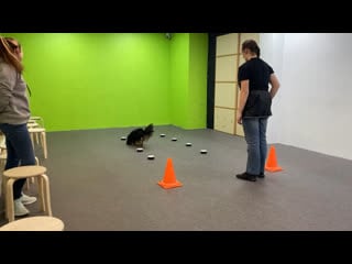 Видео от viva and annie cavalier king charles spaniel