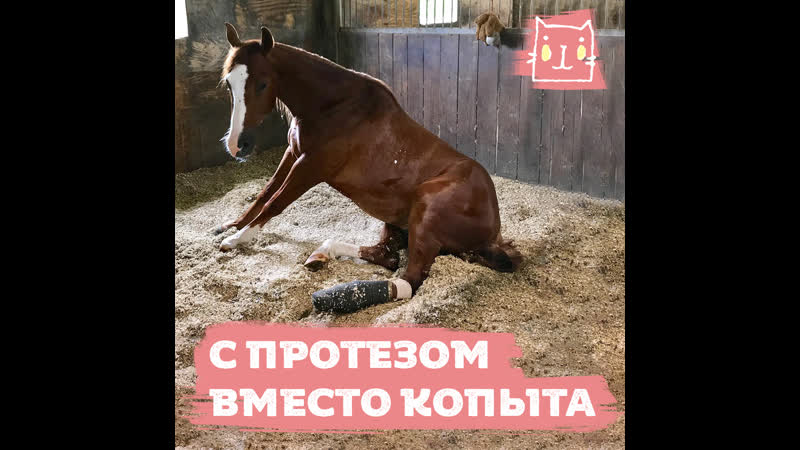 Конь с протезом вместо копыта