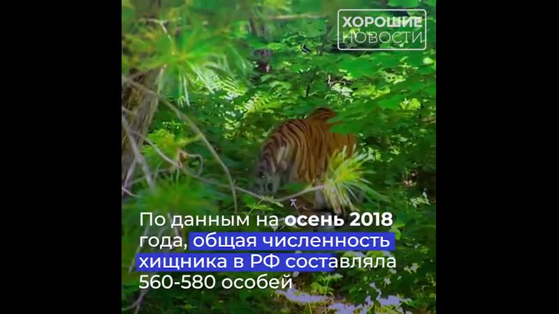 Популяция краснокнижных амурских тигров в дикой природе россии продолжает увеличиваться
