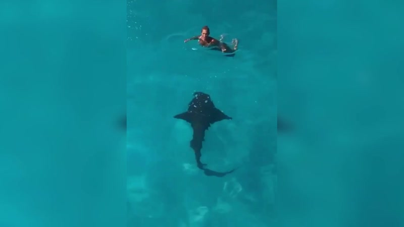 Друзья сняли на видео, как девушка спускается с горки в море, где ее уже поджидает акула