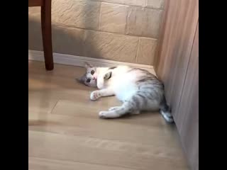 Tsuru nyan video 1570073142950 mp4