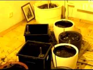 Тау конопляная плантация на квартире real video