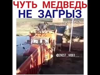 Медведь чуть не загрыз