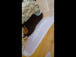 Спаривания