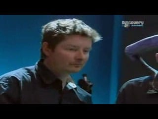 Звериные баталии гребнистый крокодил против белой акулы