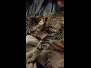 My 19 year old lady getting the belly scratches